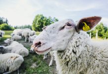 Lambakasvatusest Eestis