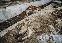 Politsei vastused seoses Purila korjustega