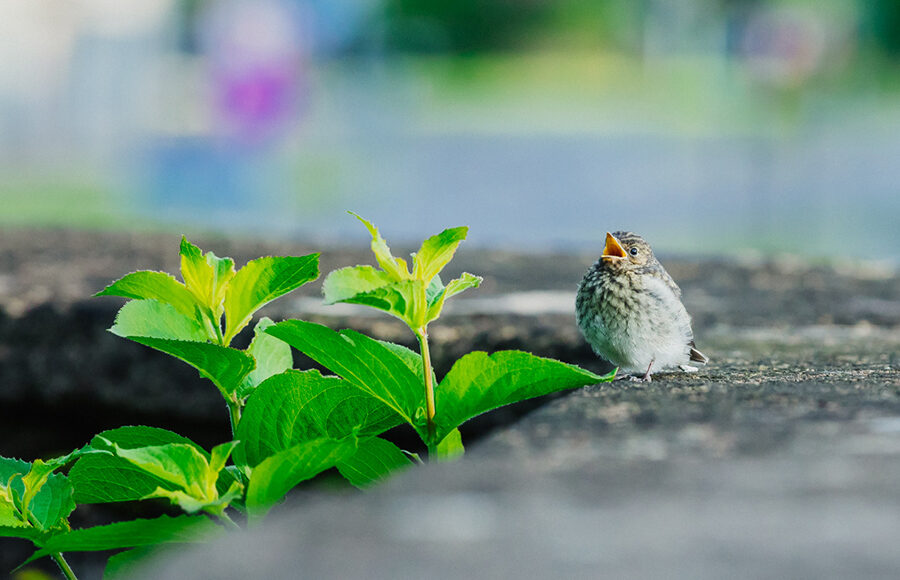 lind