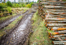 Lisaleht Rohelised Sõnumid: Metsatööstuse kriisiaegsetest ettepanekutest looduskaitsjate silme läbi