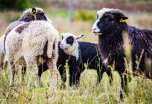 Hundid panevad lambakasvatajad abitusse olukorda