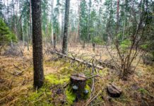 Raplamaa Loodushoiu MTÜ: RMK plaanid Vahastus lähevad vastuollu inimeste ettepanekutega