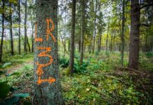 Rohelised Sõnumid: Märjamaa metsavaidlus liigub edasi ringkonnakohtusse