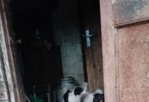 Aastatepikkune hooletu koerapidamine lõppes päästeoperatsiooniga