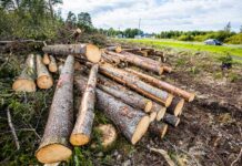 Rohelised Sõnumid: Kohila kiriku lähedal algas lageraie