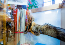 Muinasjutuline kรถitekunst