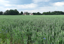 Tänavuse viljasaagi päästis põua käest kevadine niiskus