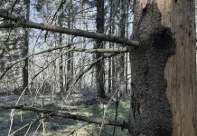 Rohelised Sõnumid: “Vara küps” annab mitmekülgse ülevaate Eesti metsades toimuvast