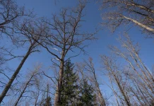 Rohelised Sõnumid: Rail Baltic ehk 33 aastat äratust