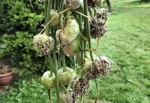 Aeda saab pidada ka mürgivabalt