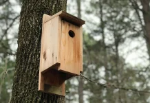 Rohelised Sõnumid: Kuidas teha nii, et kuumalaine ei hukutaks pesakastides kasvavaid linnupoegi?