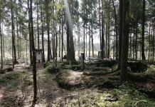 Vastulause Raplamaa Sõnumite 6. augusti juhtkirjale metsakasvatuslikust raiest Põrgupõhja punkri läheduses