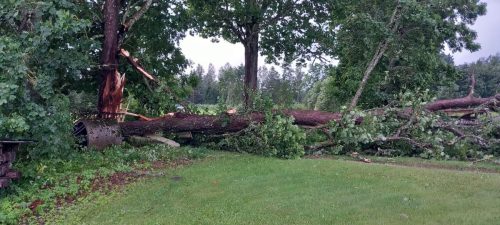 Pilt Mare Roosimägi