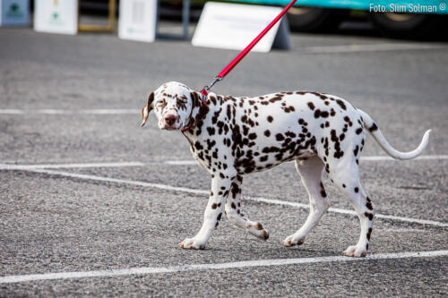 selveri_suurjooks169